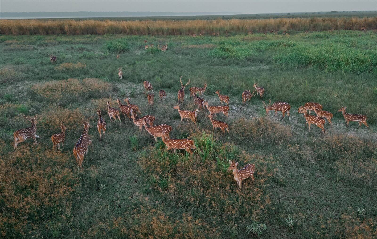 দুবলার চর